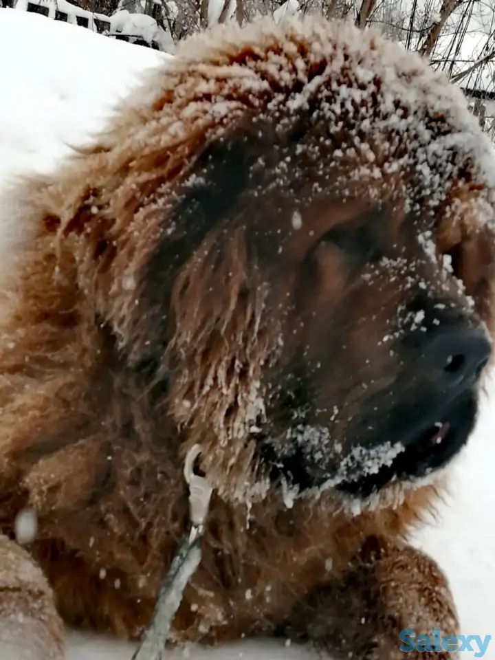 Продам щенков тибетский мастиф, фотография 2