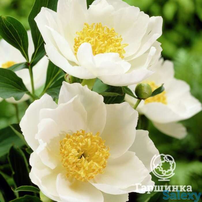 Пион джон ван леувен, фотография 1