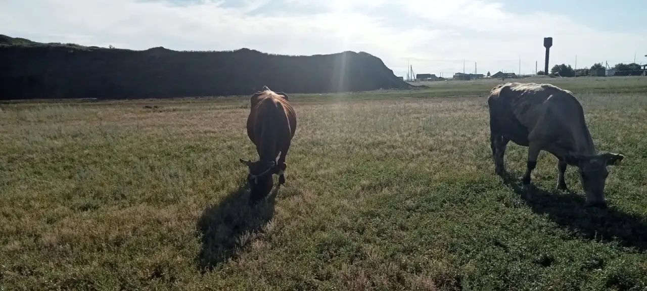 Продам 2 коровы с телятами. Можно без телят. Дойные коровы. Плохих прывычек нет. Умные, красивые, стройные коровы, фотография 6