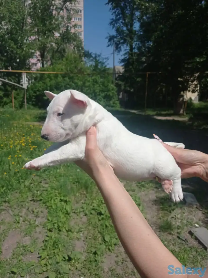 Миниатюрный бультерьер, фотография 11