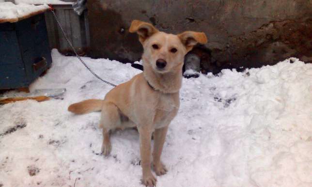 Подарите дом и семью Джою., фотография 1