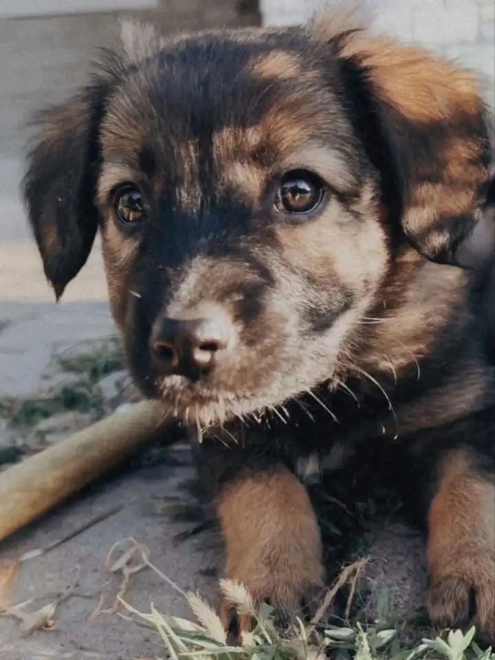 Щенки метисы от кинолога, фотография 5