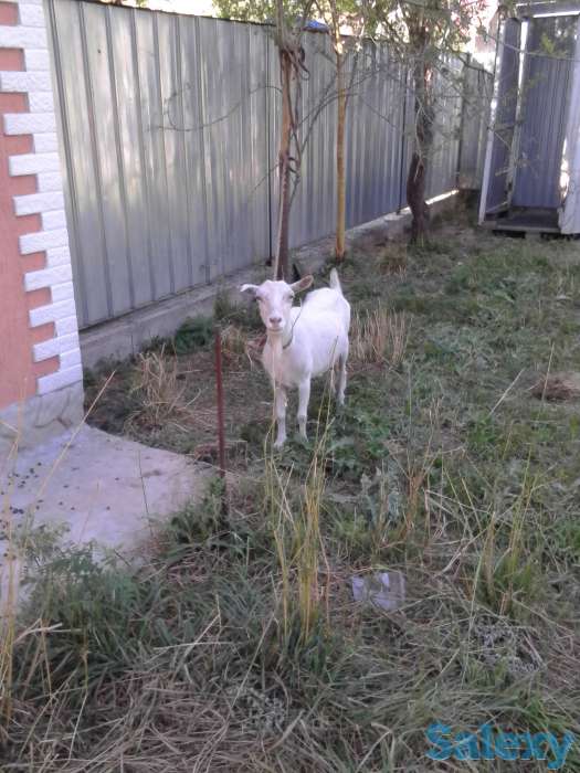 Продам! продам дойную козу, фотография 2