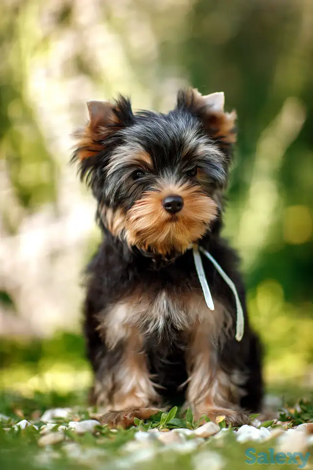 Предлагаю к продаже щенков йоркширского терьера, фотография 3