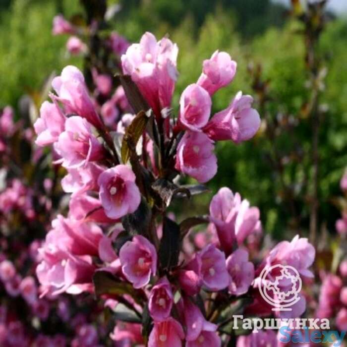 Вейгела цветущая нана пурпуреа, фотография 1