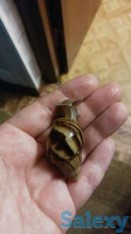 Улитки Ахатины, фотография 1