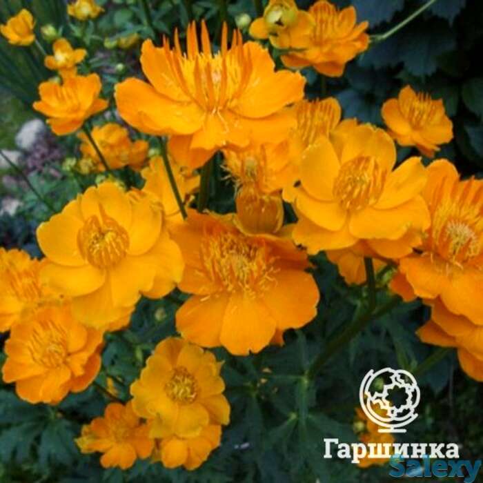 Купальница Голден Квин, фотография 1