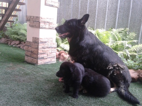 продам щенков!!!, фотография 1