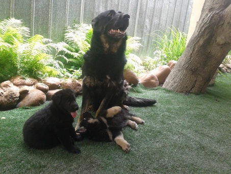 продам щенков!!!, фотография 2