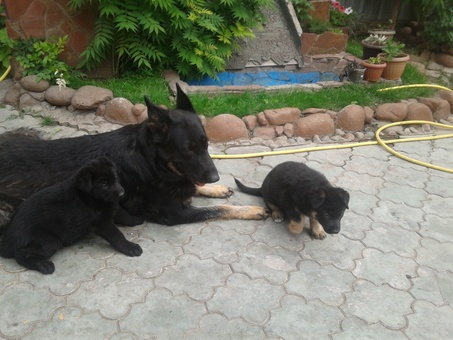 продам щенков!!!, фотография 3