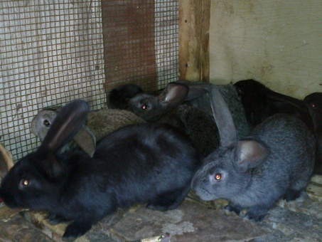 кролики мясной породы, фотография 5