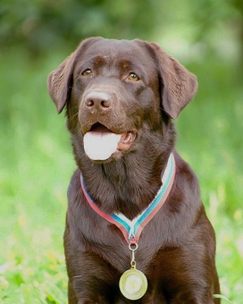 Лабрадор ретривер. Ошейник и поводок в подарок. Жми, фотография 1