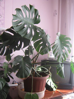 Продаю манстеру, фотография 1