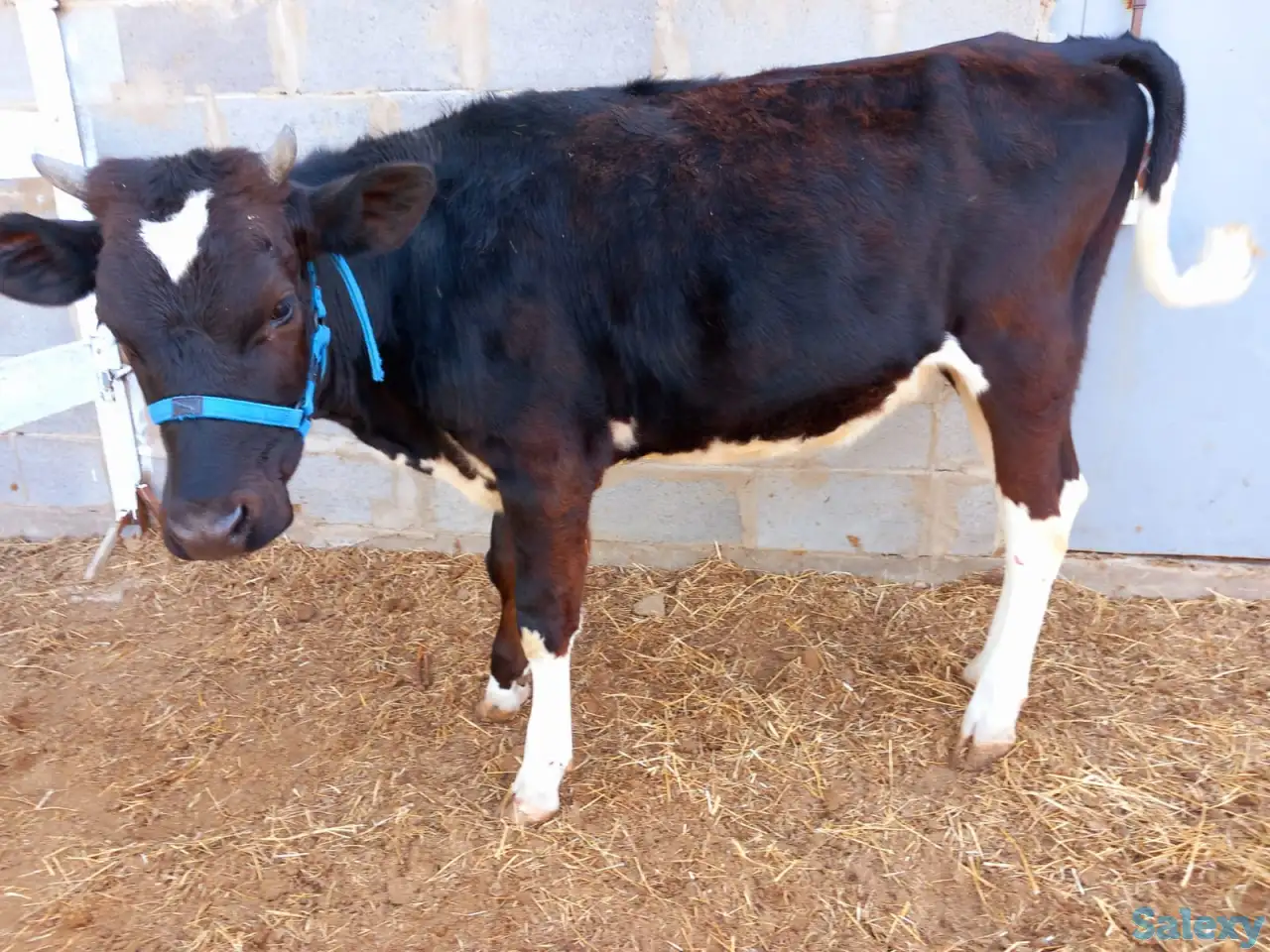 корова нестельная, фотография 3