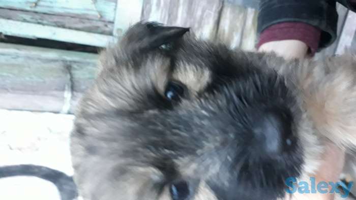 Отдам в хорошие руки, фотография 1