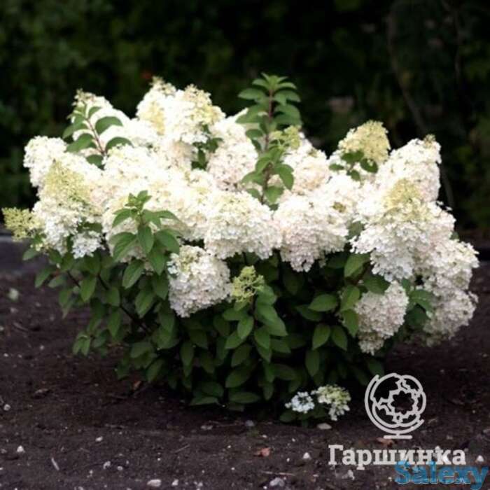Гортензия саммер сноу на штамбе 55см, фотография 1