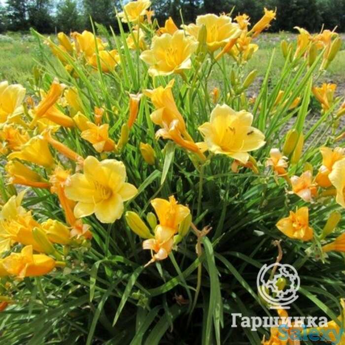 Лилейник Бакабана, фотография 1