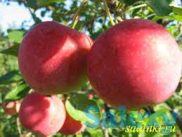 Саженец яблони Милтон ММ 106, фотография 1