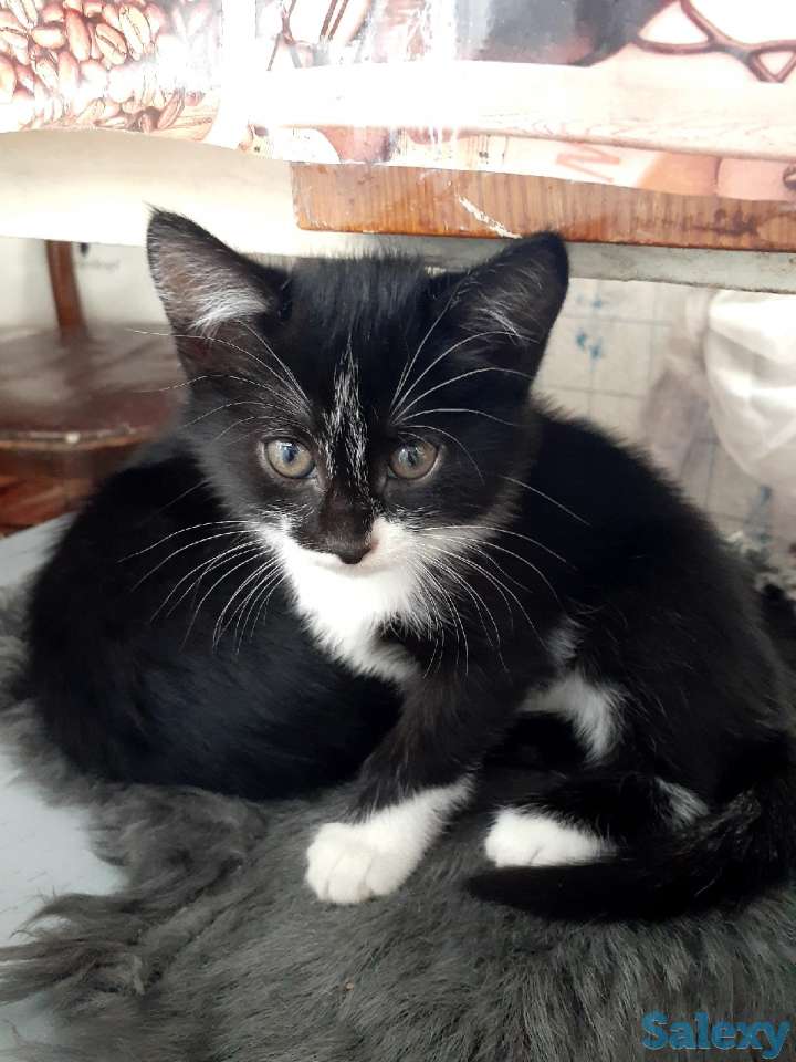 Отдам котенка в хорошие руки, фотография 3