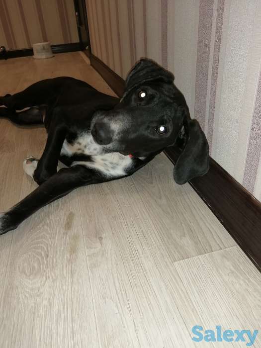 Отдам в добрые руки, фотография 3