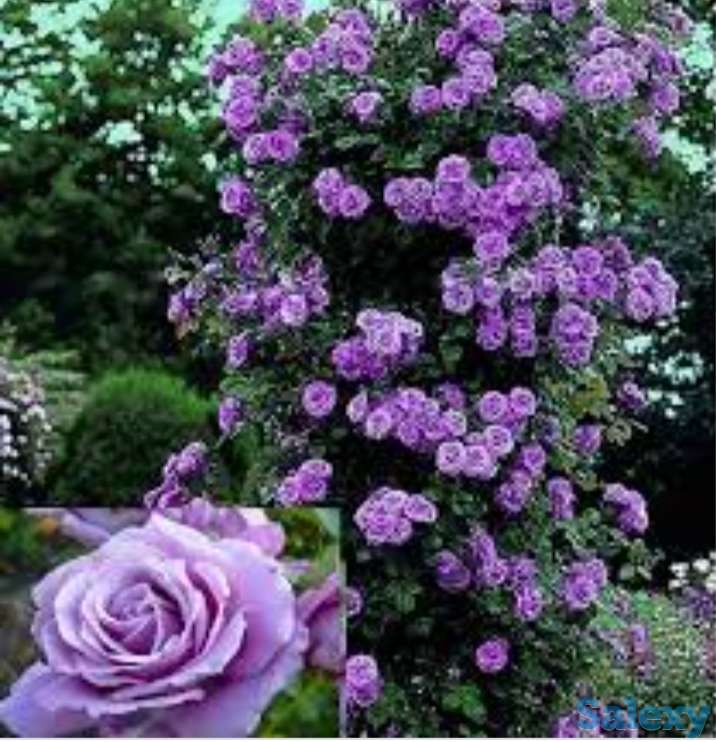 Саженец розы плетистой 