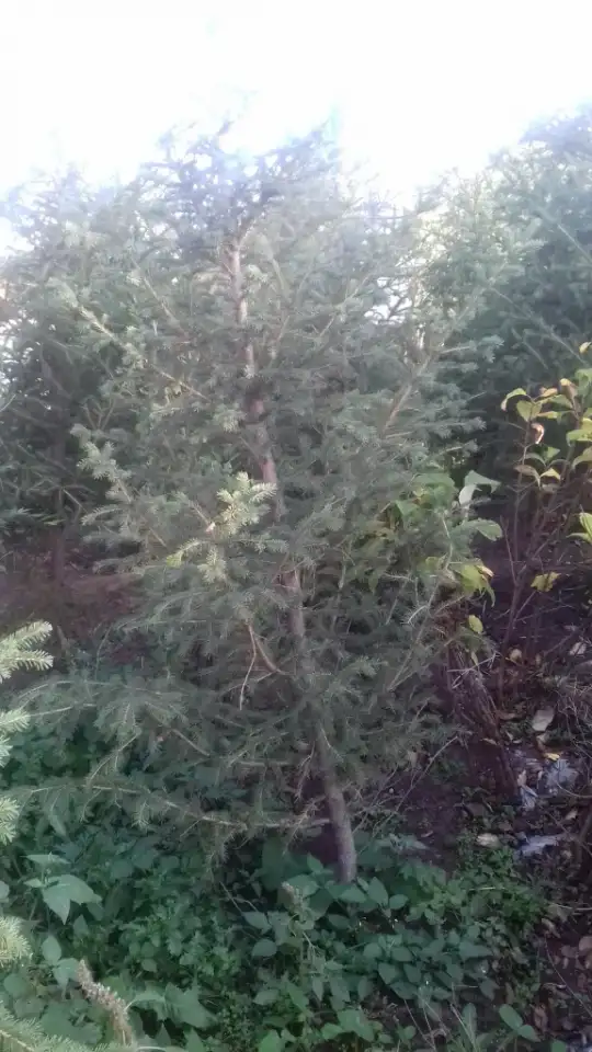 Озеленение и благоустройство территорий, фотография 4