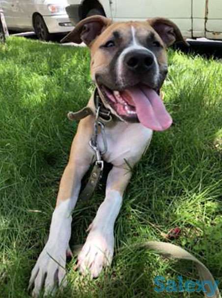 Продам питбуля,но только в хорошие руки!, фотография 1