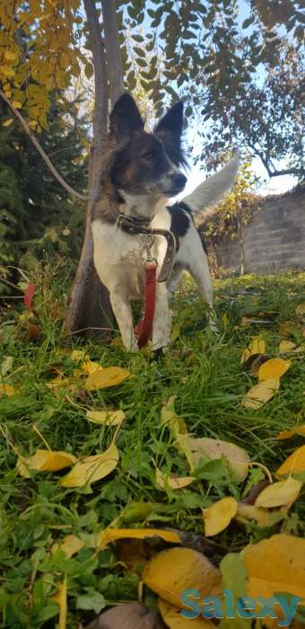 Добрая и умная собака в поисках дома, фотография 3