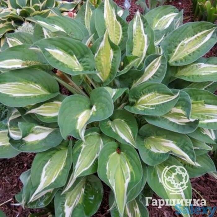 Хоста снейк айз (m), фотография 1