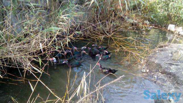 Продам, фотография 1