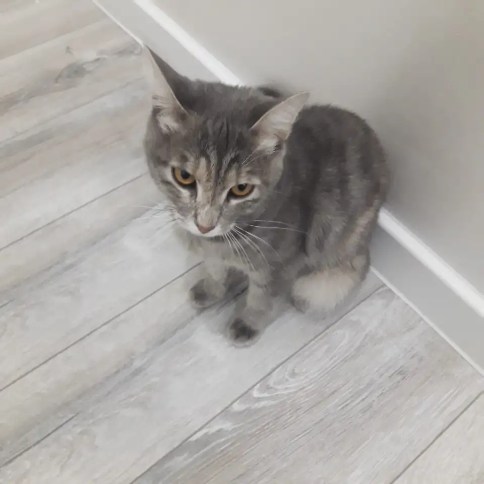 отдам кошку в хорошие руки, фотография 2