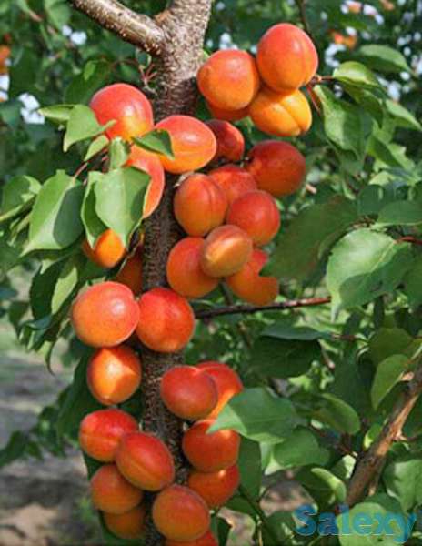 Саженец абрикоса колоновидного 