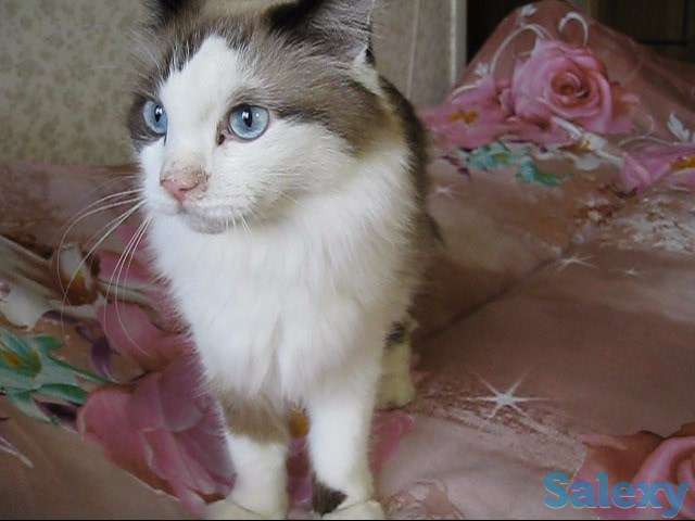 У меня Хозяин умер, фотография 7