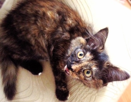 Отдам котена в хорошие руки!!!, фотография 2