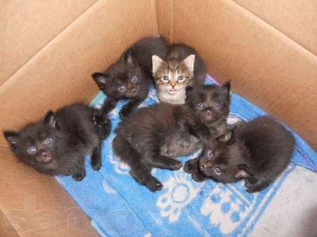 Отдам котят в хорошие руки, фотография 1