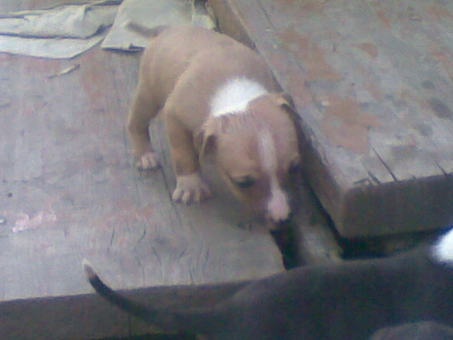 элитные щенки американского питбультеръера, фотография 5