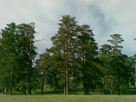 СРОЧНО! Продам участок земли в лесу! , Аккольский район, фотография 1