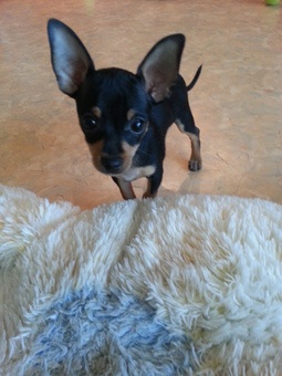 Продам щенка. Порода Русский Той-Терьер, фотография 1