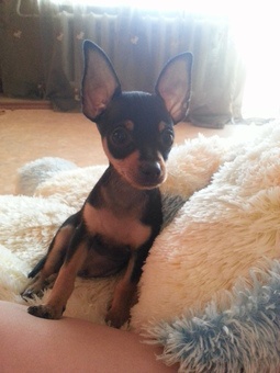 Продам щенка. Порода Русский Той-Терьер, фотография 3