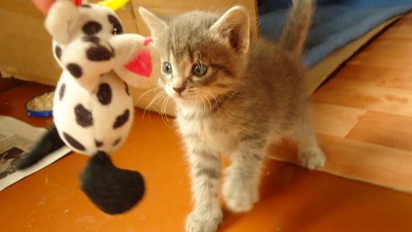 Доверимся в надежные руки!, фотография 1