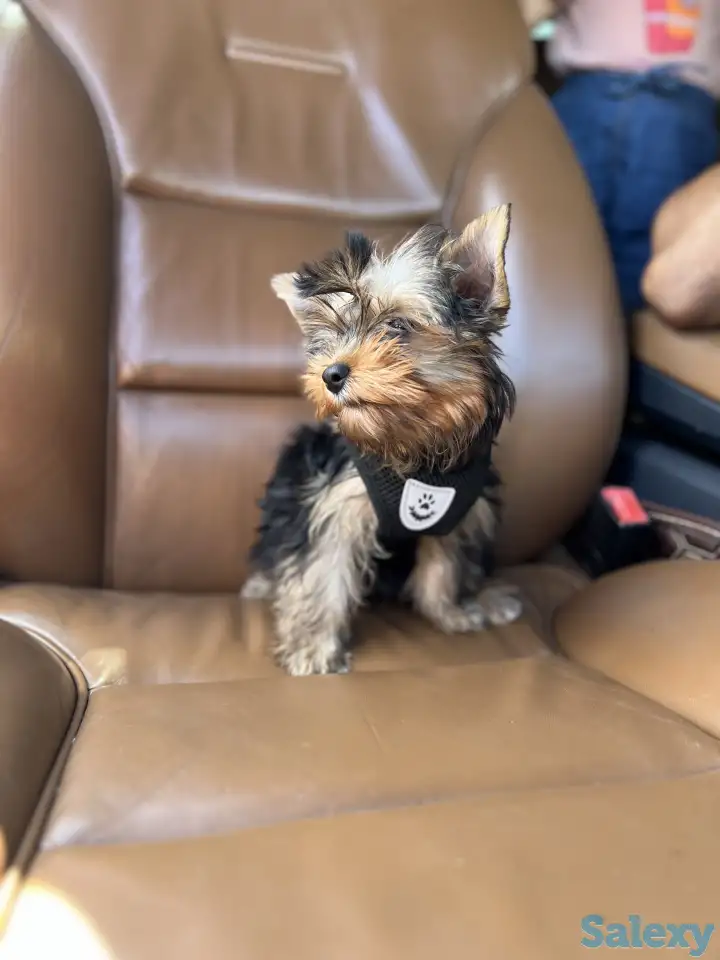 Щенок йоркширский терьер, девочка, 3 мес, фотография 2