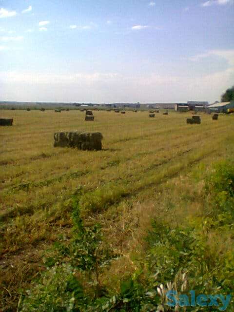 Продам Ферму, Коксай, фотография 1