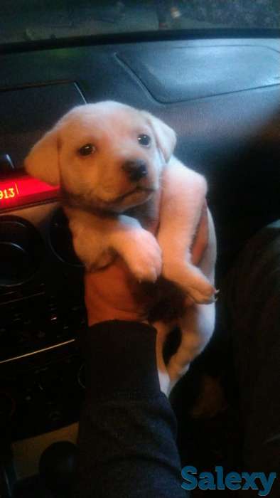 Продам  лабрадора, фотография 3