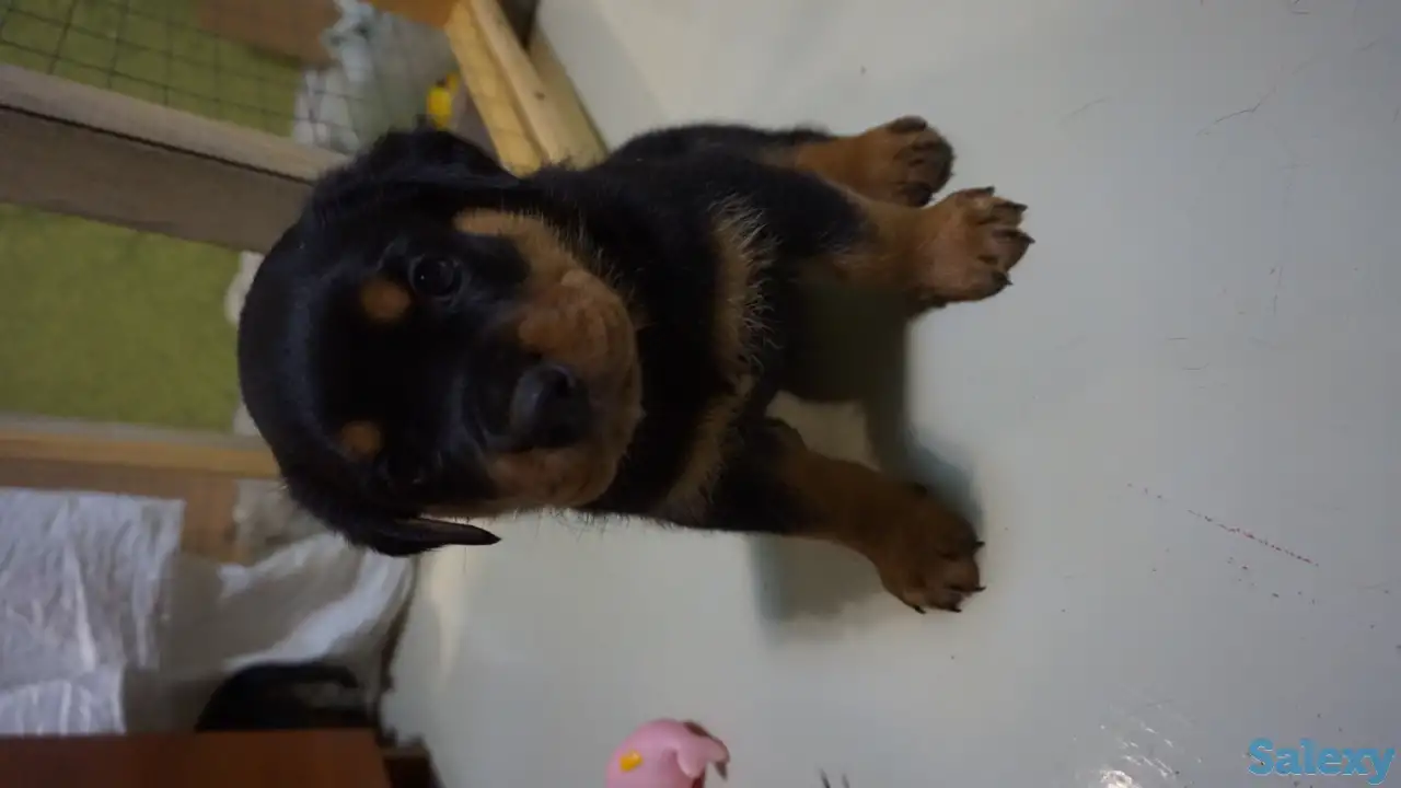 Продам, фотография 7