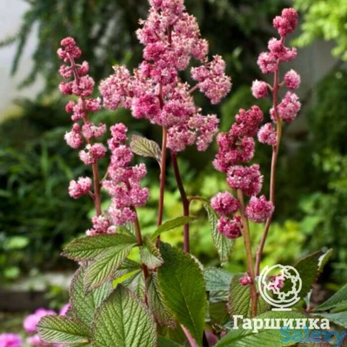 Роджерсия дарк покерс перистая, фотография 1