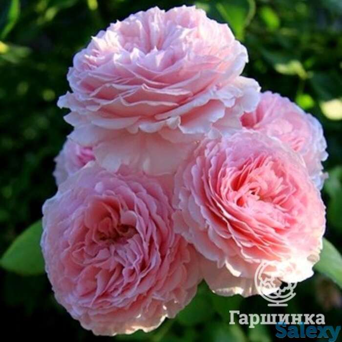 Роза джеймс гелвей, д.остин кустарниковая, фотография 1