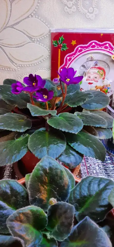 Продам цветы дешево, фотография 4