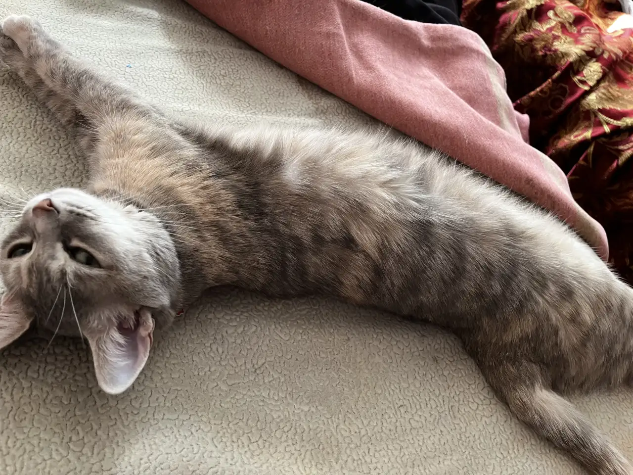 Отдам кошку, фотография 1