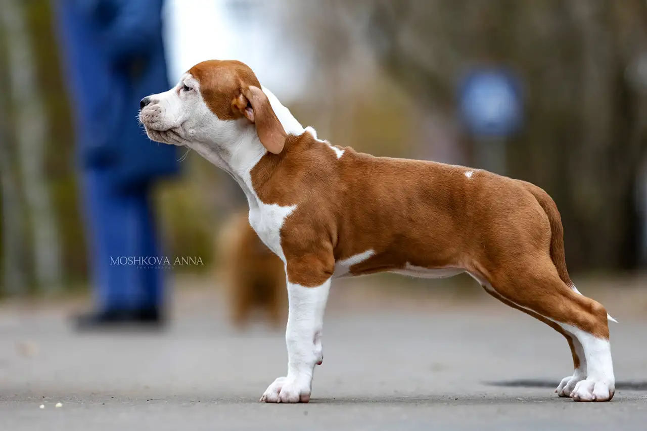 Американский стаффордширский терьер щенки продажа, фотография 5