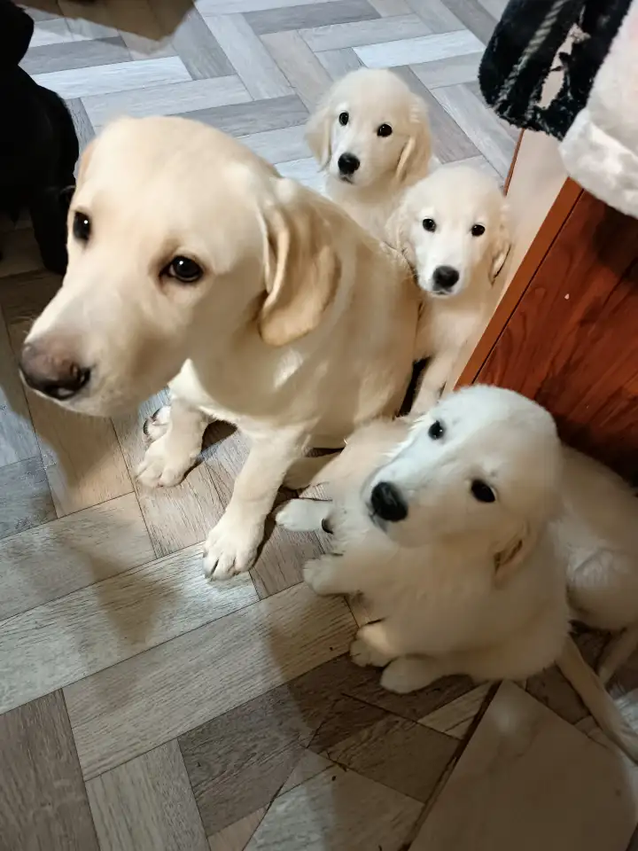 Щенки золотистого ретривера, фотография 2